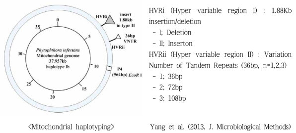 Haplotyping of P. infestans with hypervariable region in mitochondrial genome
