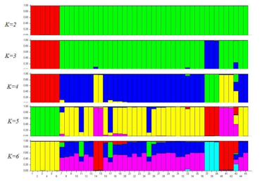 STRUCTURE plots of the average of three runs of K = 2, 3, 4, 5, and 6, showing the allocation of each individual (a single vertical bar) to each MLG of Korean P. infestans isolates