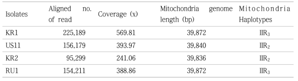 Mitochondrial genome assembly information and haplotyping of Korena P. infestans isolates