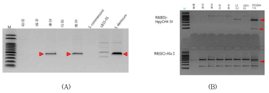 PCR amplification of Koren potato cultivars with Rpi specific markers (A; R3b marker, B; R8 marker)