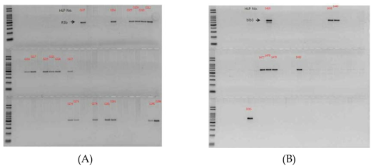 PCR amplification of Korean potato germplasm with Rpi specific markers (A;R3b marker, B; blb3 marker)