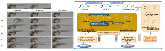 새로운 zebrafish 배아 모델을 이용한 멜라닌 합성저해 연구