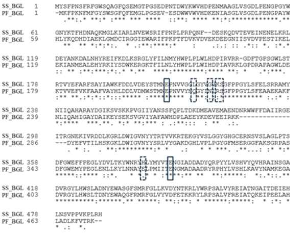 SS-BGL과 PF-BGL의 아미노산 비교