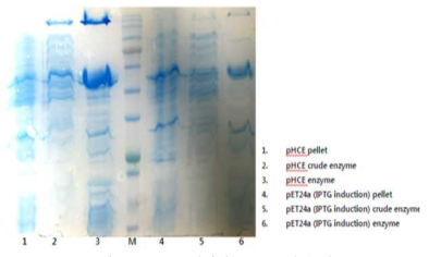 pHCE와 pET vector에서의 SS-BGL 발현 비교