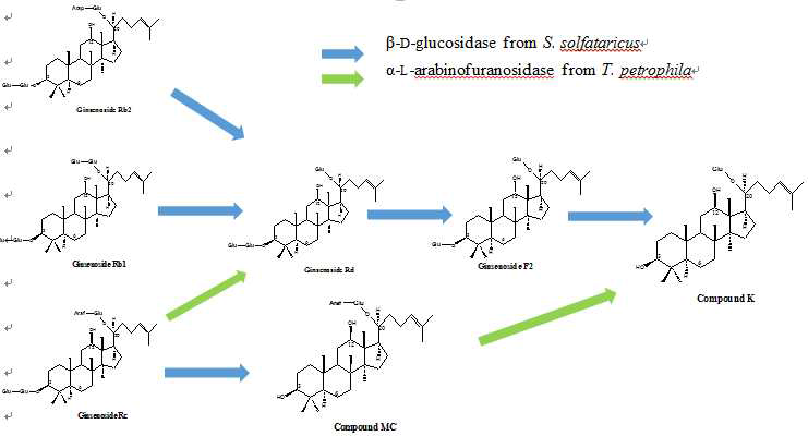 SS-BGL과 TP-ARAF의 PPD type ginsenoside에 대한 pathway