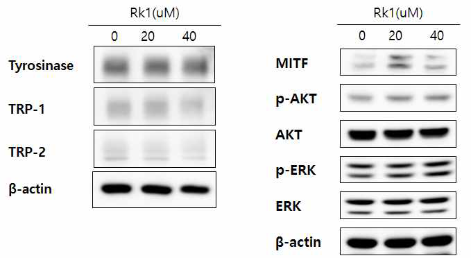 Ginsenoside Rk1의 멜라닌 합성 저해능