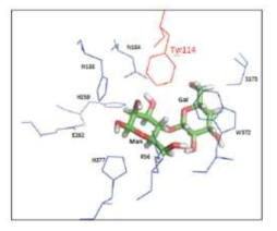 에피락토스와 결합한 lactulose epimerase의 결합부위 구조