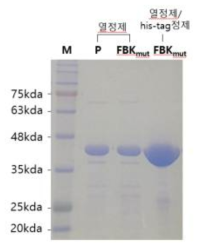 lactulose epimerase의 열정제 시료와 열정제후 his-tag정제를 수행한 시료의 SDS-PAGE 전개