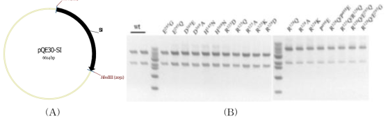 pQE-SI plasmid map(A)과 돌연변이 효소유전자의 pQE-30 클로닝(B)