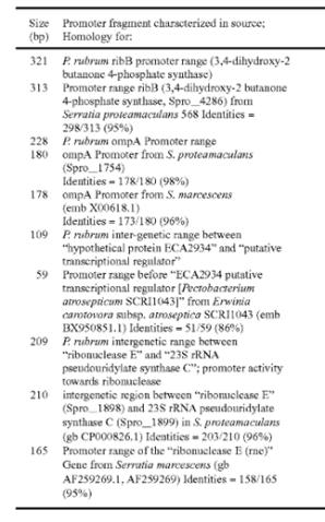 Serratia에서 작동하는 프로모터 후보군