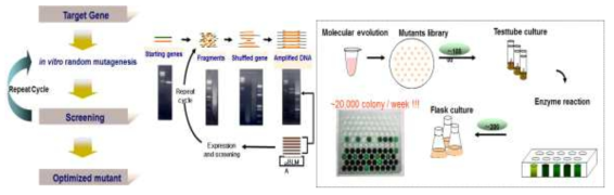 Cellobiose-2-epimerase의 DNA shuffling