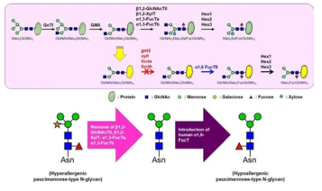 대식세포 표적화 hypoallergenic paucimannose-type N-glycan 생산 식물을 위한 Glycoengineering 기술 모식도
