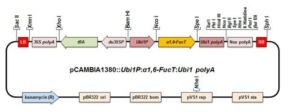 인간유래 α1,6-fucosyltransferase (FUT8) 유전자를 도입하기 위한 binary 벡터 모식도