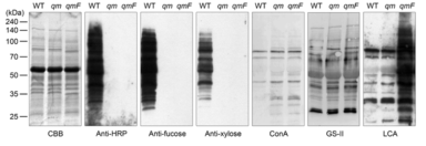 항체 및 렉틴을 이용한 대식세포 표적화 hypoallergenic paucimannose-type N-glycan 생산 식물체 분석. CBB, coomassic brilliant blue. Anti-HRP, 식물 특이적인 β1,2-xylose와 α1,3-fucose 잔기를 포함한 N-glycan을 가진 펩타이드에 특이적인 항체. Anti-fucose, α1,3-fucose 잔기를 포함한 N-glycan을 가진 펩타이드에 특이적인 항체. Anti-xylose, β1,2-xylose 잔기를 포함한 N-glycan을 가진 펩타이드에 특이적인 항체. ConA, high mannose-type N-glycan 구조 인지. GS-II, 비환원성 말단의 GlcNAc 인지. LCA, α1,6-fucose 잔기를 포함한 N-glycan을 주로 인지