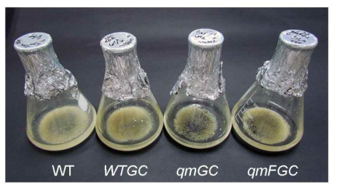 Glucocerebrosidase 발현 식물체의 embryo로부터 유래된 callus 현탁배양 시스템 확립