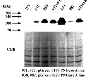 Peptide-N-glycosidase A (PNGaseA)를 생산하는 형질전환 식물체 구축