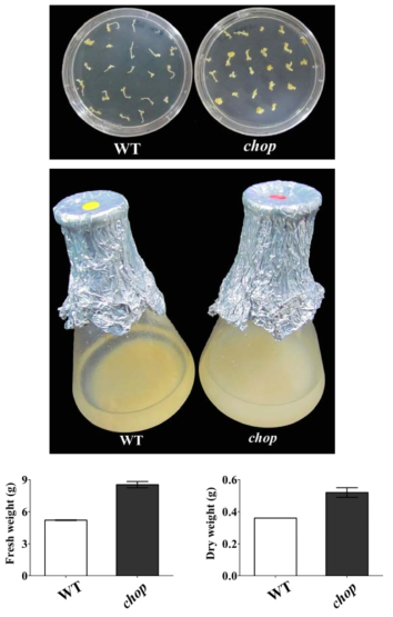 chop의 embryo-derived callus 확보 및 분석