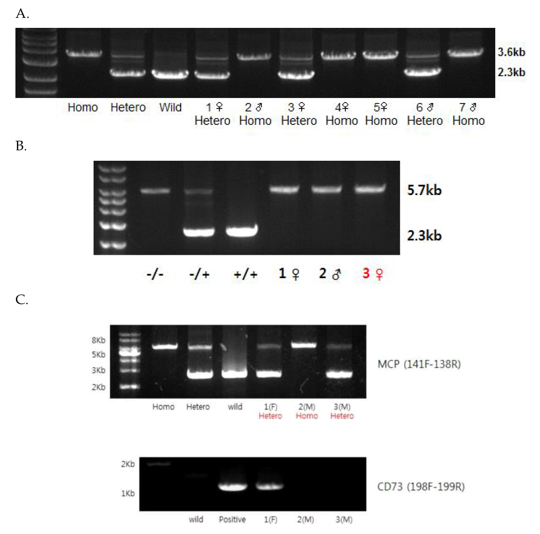 형질전환 돼지 증식 및 유전자 제어 검증 A: GT KO; B: GT KO/MCP; C: GT/MCP/hCD73