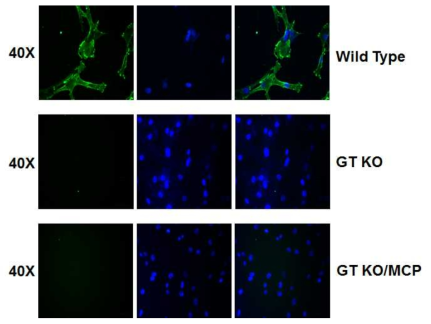 면역형광염색법을 이용한 돼지 세포에서의 Gal-epitope 발현 분석