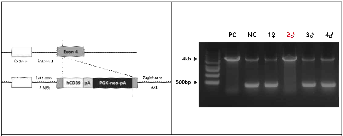 GTKO/CD39KI 벡터 모식도와 PCR검사를 통한 유전자타입 판별