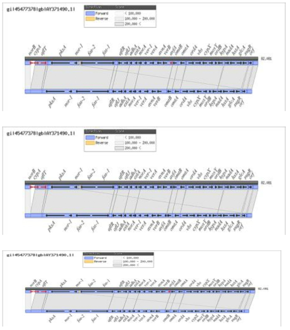 국내 분리 및 산업용 Aspergillus oryzae균주와 Aspergillus parasiticus NCBI 균주와의 aflatoxin biosynthesis cluster 비교 분석. 위로부터 Asp. oryzae M385, Asp. oryzae M1017, Asp. oryzae CF1001 균주