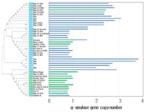 ɑ-amylase 유전자 수와 유연관계도