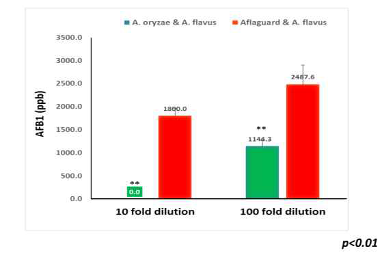 Aspergillus oryzae M2040과 AflaGuardTM의 아플라톡신 생성 억제력 비교