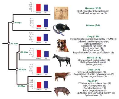 동물 (돼지) 신규유전체 조립 컨소시움에서 유전자 기능 규명을 위한 비교 유전체 분석 예(Groenen et al. 2012)