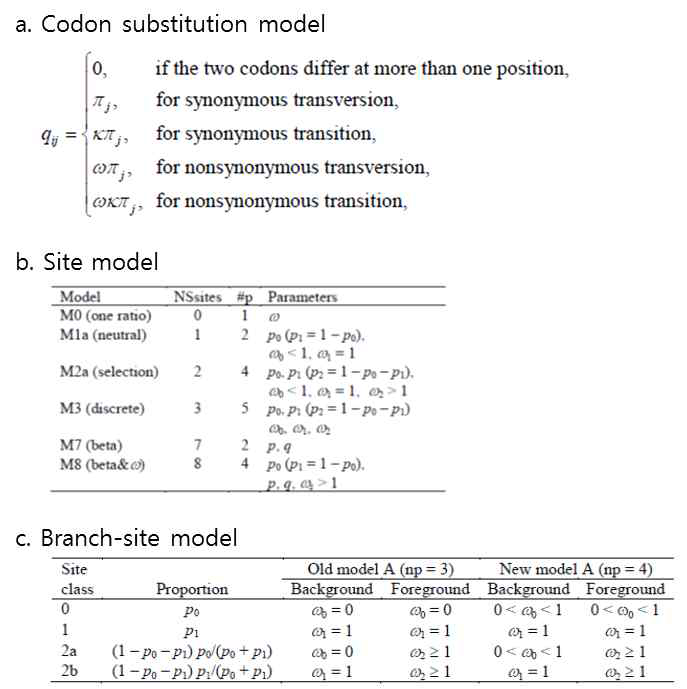 최대 우도를 사용하는 모형의 세부 모델. a. 코돈 치환 모델, b. site 별 dN/dS 값을 측정하는 site model, c. 계통나무와 site를 동시에 고려하여 dN/dS 값을 측정하는 branch-site model(Yang and Nielsen. 2002) dN/dS 값을 측정하는 branch-site model(Yang and Nielsen. 2002)