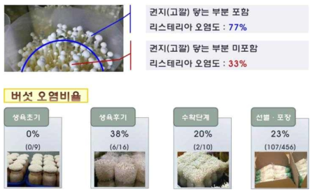 팽이버섯 생육단계별 L. monocytogenes 오염 비율
