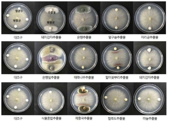 토마토 시들음병 병원균에 대한 할미꽃추출물의 항균활성 검정