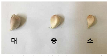 배종 성능 시험에 사용된 크기별 마늘 종자