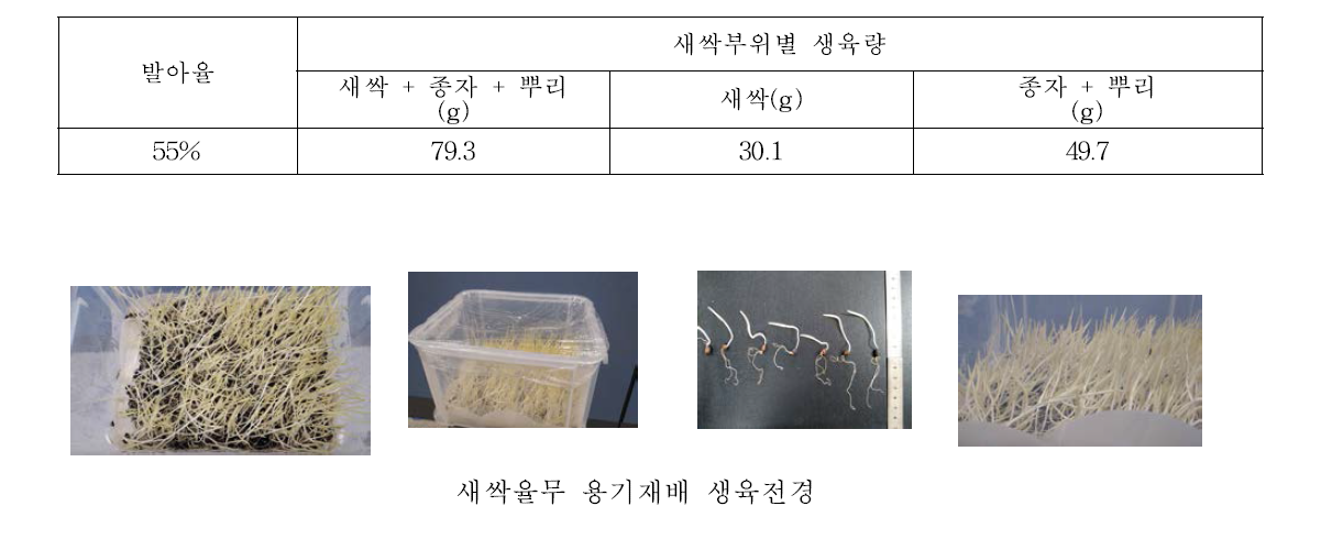 율무 종자 밀봉 조건에서 생육량(항온기, 암조건 30℃)