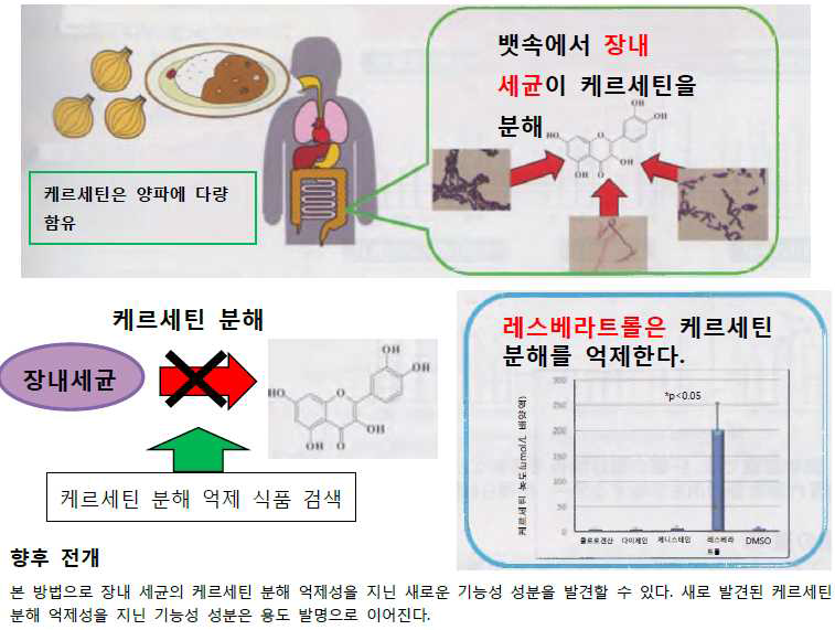 케르세틴 분해 억제 식품 발굴