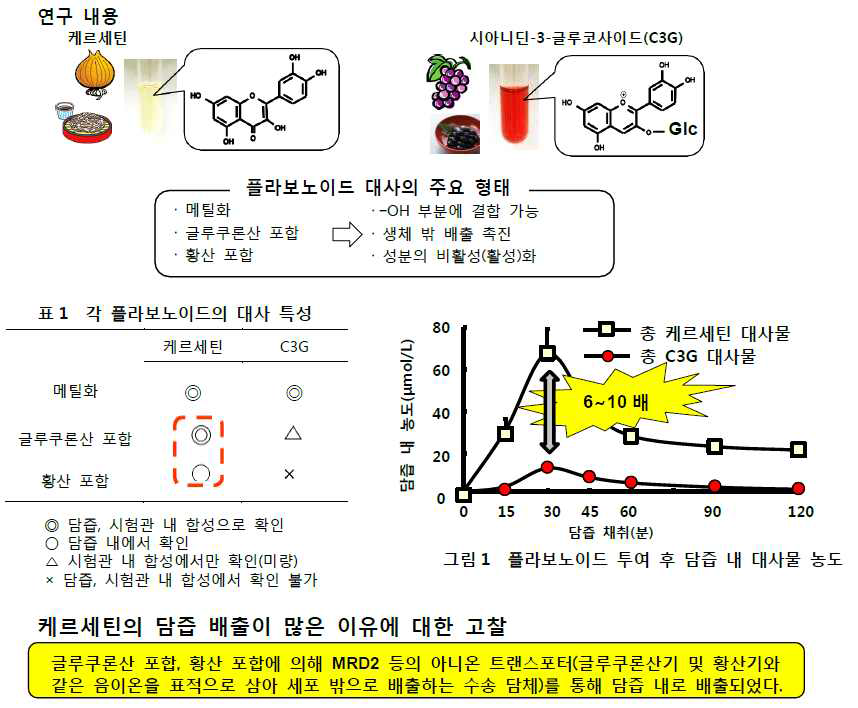 플라보노이드의 대사 특성과 배출 속도의 관련성 연구