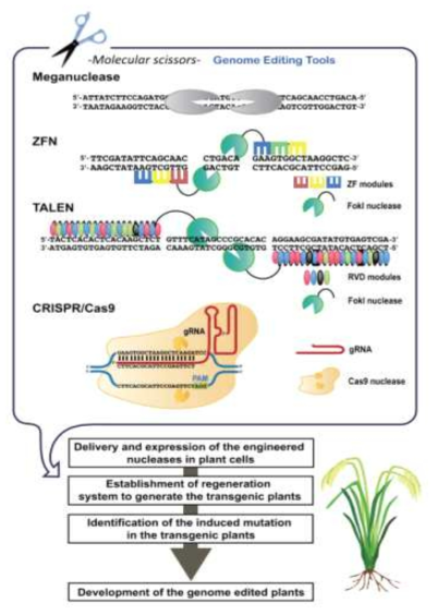 Plant genome editing (Plant Cell Physiol., 2015)