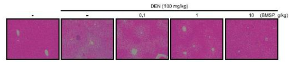 백옥잠 익힌 숙잠의 DEN 투여 후 간 보호 효능 결과