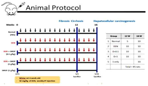 DEN 유도 간암 모델 프로토콜