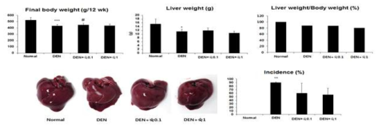 DEN 처리 12주 후 종양 발생에 대한 익힌 숙잠의 예방 효능