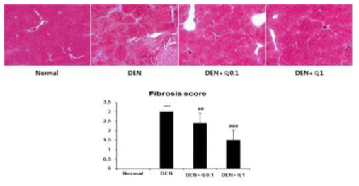 DEN 처리 16주 후 간경화에 대한 익힌 숙잠의 예방 효능