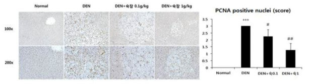 DEN 처리 16주 후 PCNA 발현에 대한 익힌 숙잠의 억제 효능