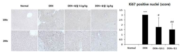 DEN 처리 16주 후 Ki-67 발현에 대한 익힌 숙잠의 억제 효능