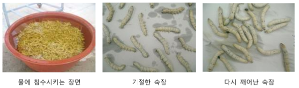 숙잠 침수장면 및 침수 완료후 누에의 모습