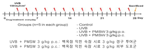 In vivo 미백 활성 평가 실험 설계