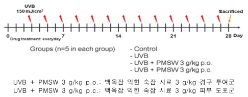 In vivo 주름 개선 활성 평가 실험 설계