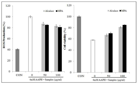 Alcalase 가수분해물과 MPA의 Vero 세포에서의 ROS 소거 활성 및 세포 보호 효과
