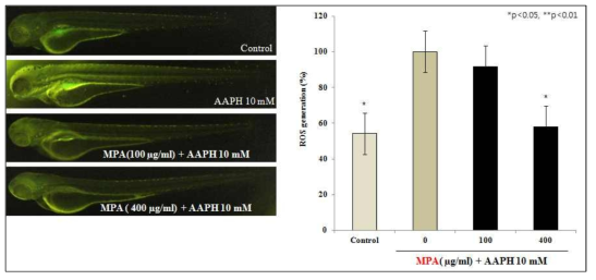 MPA의 AAPH에 대한 zebrafish 체내 ROS 생성 억제 효과