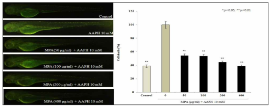 MPA의 AAPH에 대한 zebrafish cell dath 보호 효과