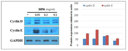 TM3 cell 증식 관련 Cyclin E와 Cyclin D 발현변화