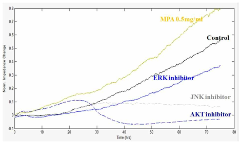 Leydid(TM3 cell) 세포에서 signaling pathway inhibitor들에 의한 세포증식 억제 확인